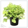 Live Heuchera (Coral Bells) - Lime Green - Beautiful Shade Perennial - Healthy Spring Plant - 12" Tall by 6" Wide in 2.5 Qt Pot - Image 2