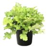 Live Heuchera (Coral Bells) - Lime Green - Beautiful Shade Perennial - Healthy Spring Plant - 12" Tall by 6" Wide in 2.5 Qt Pot
