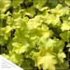 Live Heuchera (Coral Bells) - Lime Green - Beautiful Shade Perennial - Healthy Spring Plant - 12" Tall by 6" Wide in 2.5 Qt Pot - Image 5