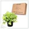 Live Heuchera (Coral Bells) - Lime Green - Beautiful Shade Perennial - Healthy Spring Plant - 12" Tall by 6" Wide in 2.5 Qt Pot - Image 4