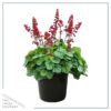 Live Heuchera (Coral Bells) - Shades of Green - Beautiful Shade Perennial - Healthy Spring Plant - 12" Tall by 6" Wide in 2.5 Qt Pot - Image 2