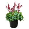 Live Heuchera (Coral Bells) - Shades of Green - Beautiful Shade Perennial - Healthy Spring Plant - 12" Tall by 6" Wide in 2.5 Qt Pot
