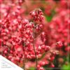 Live Heuchera (Coral Bells) - Shades of Green - Beautiful Shade Perennial - Healthy Spring Plant - 12" Tall by 6" Wide in 2.5 Qt Pot - Image 3