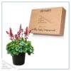 Live Heuchera (Coral Bells) - Shades of Green - Beautiful Shade Perennial - Healthy Spring Plant - 12" Tall by 6" Wide in 2.5 Qt Pot - Image 5
