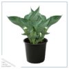 Live Hosta 'Abiqua Drinking Gourd' - Flowering Shade Perennial - Healthy Spring Plant - 12" Tall by 8" Wide in a 2.5 Qt Pot