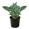 Live Hosta 'Abiqua Drinking Gourd' - Flowering Shade Perennial - Healthy Spring Plant - 12" Tall by 8" Wide in a 2.5 Qt Pot - Image 2