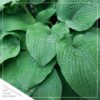 Live Hosta 'Abiqua Drinking Gourd' - Flowering Shade Perennial - Healthy Spring Plant - 12" Tall by 8" Wide in a 2.5 Qt Pot - Image 3