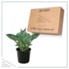 Live Hosta 'Abiqua Drinking Gourd' - Flowering Shade Perennial - Healthy Spring Plant - 12" Tall by 8" Wide in a 2.5 Qt Pot - Image 5