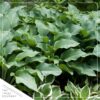Live Hosta 'Abiqua Drinking Gourd' - Flowering Shade Perennial - Healthy Spring Plant - 12" Tall by 8" Wide in a 2.5 Qt Pot - Image 6
