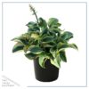 Live Hosta 'Band of Gold' - Flowering Shade Perennial - Healthy Spring Plant - 12" Tall by 8" Wide in a 2.5 Qt Pot