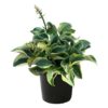 Live Hosta 'Band of Gold' - Flowering Shade Perennial - Healthy Spring Plant - 12" Tall by 8" Wide in a 2.5 Qt Pot - Image 2