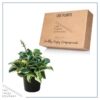 Live Hosta 'Band of Gold' - Flowering Shade Perennial - Healthy Spring Plant - 12" Tall by 8" Wide in a 2.5 Qt Pot - Image 5