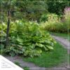 Live Hosta 'Band of Gold' - Flowering Shade Perennial - Healthy Spring Plant - 12" Tall by 8" Wide in a 2.5 Qt Pot - Image 6