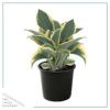 Live Hosta 'Ben Vernooij' - Flowering Shade Perennial - Healthy Spring Plant - 12" Tall by 8" Wide in a 2.5 Qt Pot