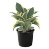 Live Hosta 'Ben Vernooij' - Flowering Shade Perennial - Healthy Spring Plant - 12" Tall by 8" Wide in a 2.5 Qt Pot - Image 2