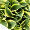 Live Hosta 'Ben Vernooij' - Flowering Shade Perennial - Healthy Spring Plant - 12" Tall by 8" Wide in a 2.5 Qt Pot - Image 3