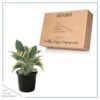 Live Hosta 'Ben Vernooij' - Flowering Shade Perennial - Healthy Spring Plant - 12" Tall by 8" Wide in a 2.5 Qt Pot - Image 5