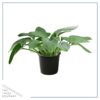 Live Hosta 'Devon Green' - Flowering Shade Perennial - Healthy Spring Plant - 12" Tall by 8" Wide in a 2.5 Qt Pot