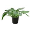 Live Hosta 'Devon Green' - Flowering Shade Perennial - Healthy Spring Plant - 12" Tall by 8" Wide in a 2.5 Qt Pot - Image 2