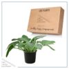 Live Hosta 'Devon Green' - Flowering Shade Perennial - Healthy Spring Plant - 12" Tall by 8" Wide in a 2.5 Qt Pot - Image 5