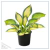 Live Hosta 'Forbidden Fruit' - Flowering Shade Perennial - Healthy Spring Plant - 12" Tall by 8" Wide in a 2.5 Qt Pot