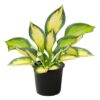 Live Hosta 'Forbidden Fruit' - Flowering Shade Perennial - Healthy Spring Plant - 12" Tall by 8" Wide in a 2.5 Qt Pot - Image 2