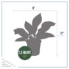 Live Hosta 'Forbidden Fruit' - Flowering Shade Perennial - Healthy Spring Plant - 12" Tall by 8" Wide in a 2.5 Qt Pot - Image 4