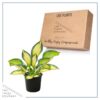 Live Hosta 'Forbidden Fruit' - Flowering Shade Perennial - Healthy Spring Plant - 12" Tall by 8" Wide in a 2.5 Qt Pot - Image 5
