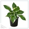Live Hosta 'Patriot' - Flowering Shade Perennial - Healthy Spring Plant - 12" Tall by 8" Wide in a 2.5 Qt Pot
