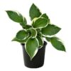 Live Hosta 'Patriot' - Flowering Shade Perennial - Healthy Spring Plant - 12" Tall by 8" Wide in a 2.5 Qt Pot - Image 3