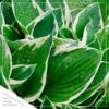 Live Hosta 'Patriot' - Flowering Shade Perennial - Healthy Spring Plant - 12" Tall by 8" Wide in a 2.5 Qt Pot - Image 4