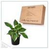 Live Hosta 'Patriot' - Flowering Shade Perennial - Healthy Spring Plant - 12" Tall by 8" Wide in a 2.5 Qt Pot - Image 6