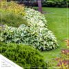 Live Hosta 'Patriot' - Flowering Shade Perennial - Healthy Spring Plant - 12" Tall by 8" Wide in a 2.5 Qt Pot - Image 2