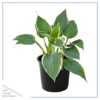 Live Hosta 'Tootie Mae' - Flowering Shade Perennial - Healthy Spring Plant - 12" Tall by 8" Wide in a 2.5 Qt Pot - Image 2