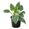 Live Hosta 'Tootie Mae' - Flowering Shade Perennial - Healthy Spring Plant - 12" Tall by 8" Wide in a 2.5 Qt Pot