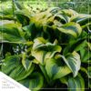 Live Hosta 'Tootie Mae' - Flowering Shade Perennial - Healthy Spring Plant - 12" Tall by 8" Wide in a 2.5 Qt Pot - Image 3