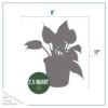 Live Hosta 'Tootie Mae' - Flowering Shade Perennial - Healthy Spring Plant - 12" Tall by 8" Wide in a 2.5 Qt Pot - Image 4