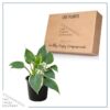 Live Hosta 'Tootie Mae' - Flowering Shade Perennial - Healthy Spring Plant - 12" Tall by 8" Wide in a 2.5 Qt Pot - Image 5