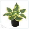 Live Hosta 'Twilight' - Flowering Shade Perennial - Healthy Spring Plant - 12" Tall by 8" Wide in a 2.5 Qt Pot