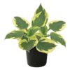Live Hosta 'Twilight' - Flowering Shade Perennial - Healthy Spring Plant - 12" Tall by 8" Wide in a 2.5 Qt Pot - Image 2