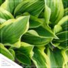 Live Hosta 'Twilight' - Flowering Shade Perennial - Healthy Spring Plant - 12" Tall by 8" Wide in a 2.5 Qt Pot - Image 3