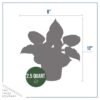 Live Hosta 'Twilight' - Flowering Shade Perennial - Healthy Spring Plant - 12" Tall by 8" Wide in a 2.5 Qt Pot - Image 4