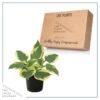 Live Hosta 'Twilight' - Flowering Shade Perennial - Healthy Spring Plant - 12" Tall by 8" Wide in a 2.5 Qt Pot - Image 5