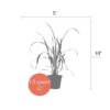 Live Lemongrass (2 Plants Per Pack) - Wards Off Pests - Natural Mosquito Repellant - Healthy and Fragrant - 10" Tall by 5" Wide in 1.5 Quart Pot - Image 11