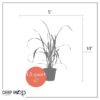 Live Lemongrass (2 Plants Per Pack) - Wards Off Pests - Natural Mosquito Repellant - Healthy and Fragrant - 10" Tall by 5" Wide in 1.5 Quart Pot - Image 12