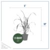 Live Lemongrass (2 Plants Per Pack) - Wards Off Pests - Natural Mosquito Repellant - Healthy and Fragrant - 10" Tall by 5" Wide in 1.5 Quart Pot - Image 13