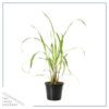 Live Lemongrass (2 Plants Per Pack) - Wards Off Pests - Natural Mosquito Repellant - Healthy and Fragrant - 10" Tall by 5" Wide in 1.5 Quart Pot - Image 10