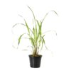 Live Lemongrass (2 Plants Per Pack) - Wards Off Pests - Natural Mosquito Repellant - Healthy and Fragrant - 10" Tall by 5" Wide in 1.5 Quart Pot - Image 8