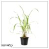 Live Lemongrass (2 Plants Per Pack) - Wards Off Pests - Natural Mosquito Repellant - Healthy and Fragrant - 10" Tall by 5" Wide in 1.5 Quart Pot - Image 9