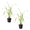 Live Lemongrass (2 Plants Per Pack) - Wards Off Pests - Natural Mosquito Repellant - Healthy and Fragrant - 10" Tall by 5" Wide in 1.5 Quart Pot